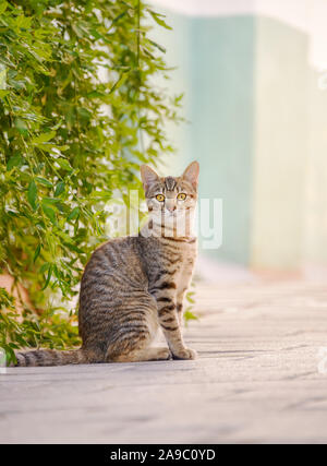 Carino giovane cat, brown tabby, seduto attento su una strada di fronte a cespugli verdi e guardando curiosamente, Rodi, Grecia Foto Stock
