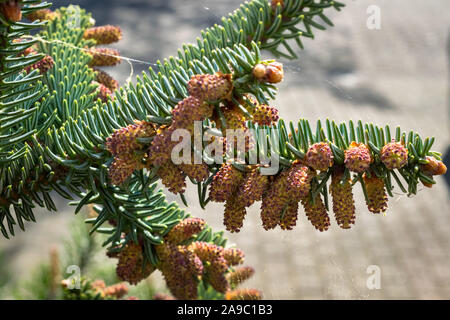 Completamente cresciuti il polline di Abies pinsapo o fir spagnolo Foto Stock