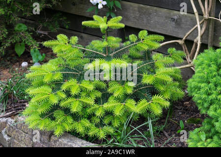 Giovane spagnolo fir (Abies pinsapo) con germogli di fresco Foto Stock