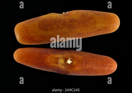 Securigera varia, Crown vetch, Bunte Kronwicke, semi, vicino, della dimensione del seme di 3-4 mm Foto Stock