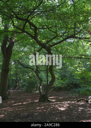 Il bellissimo Ancient Highgate Woods circa 70 acri di bosco che circondano il pittoresco villaggio di Highgate, Londra del Nord, Regno Unito. Sublime Flora e Fauna Foto Stock
