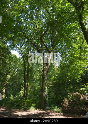 Il bellissimo Ancient Highgate Woods circa 70 acri di bosco che circondano il pittoresco villaggio di Highgate, Londra del Nord, Regno Unito. Sublime Flora e Fauna Foto Stock