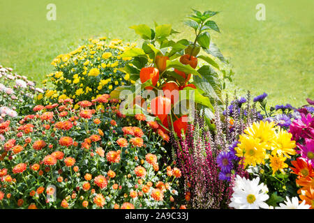 Varie autunno stagionali fiori nel giardino Foto Stock