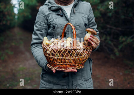 Donna detiene il cesto di funghi oleoso in autunno foresta. Il prelievo di fresche biologiche Jack scivolose di funghi Foto Stock