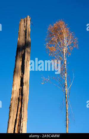 Danni provocati dalla tempesta dopo il ciclone Friederike, 2018, Weser Uplands, Hesse, Germania, Europa Foto Stock