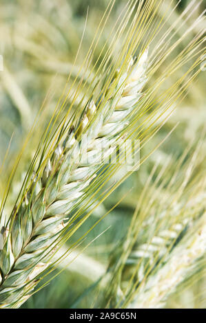 Triticale cereale ibrido close up Foto Stock