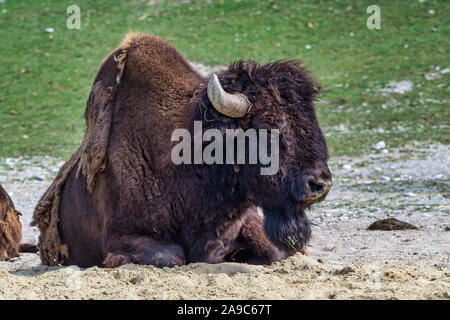 Bufalo americano noto come bisonti, Bos bison negli zoo Foto Stock