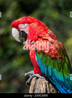 Rosso-verde macaw / verde-winged macaw (Ara chloropterus) arroccato nella struttura ad albero, nativo di città del nord e centro America del Sud Foto Stock