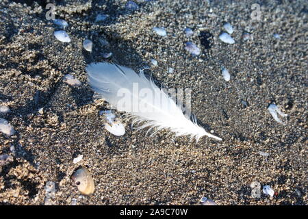 Piume bianche, delicato, di un uccello piumato, sceso sulla sabbiosa spiaggia marrone in Versilia, Toscana Foto Stock