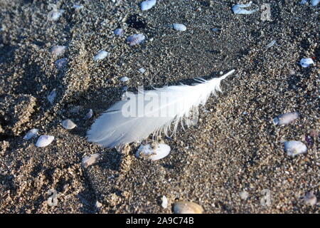 Piume bianche, delicato, di un uccello piumato, sceso sulla sabbiosa spiaggia marrone in Versilia, Toscana Foto Stock