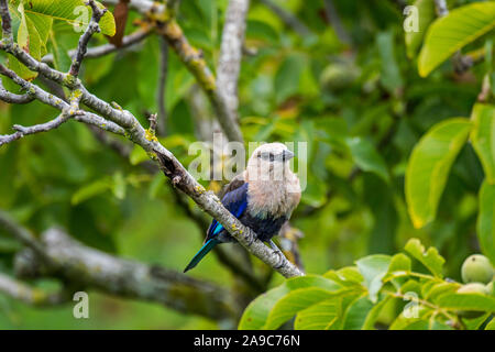 Blu-rullo panciuto (Coracias cyanogaster) arroccato nella struttura ad albero, nativo per l'Africa Foto Stock