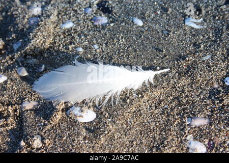 Piume bianche, delicato, di un uccello piumato, sceso sulla sabbiosa spiaggia marrone in Versilia, Toscana Foto Stock
