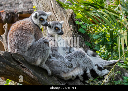 Anello-tailed lemur (Lemur catta) coppia nella foresta, primate nativo del Madagascar, Africa Foto Stock