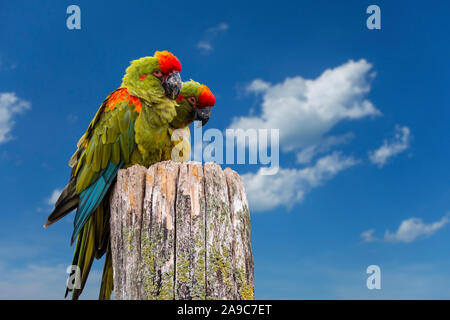 Rosso fiammante macaw / Lafresnaye's macaws (Ara rubrogenys) giovane nativa per semi-deserto area montuosa della Bolivia Foto Stock