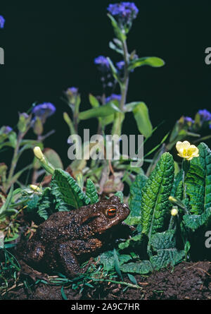 Il rospo comune Bufo bufo tra Primrose e dimenticare-me-poveri. Area selvaggia di allocazione di un giardino gestito. Foto Stock