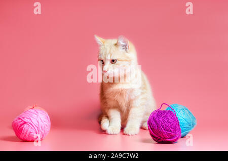 Piccolo gattino con multi-palle colorate di fili di lana su un sfondo rosa Foto Stock