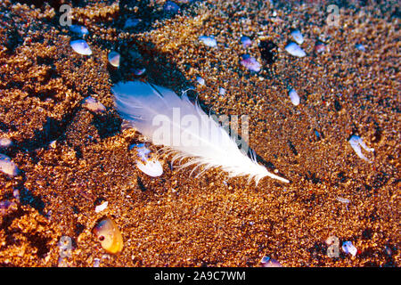 Piume bianche, delicato, di un uccello piumato, sceso sulla sabbiosa spiaggia marrone in Versilia, Toscana Foto Stock