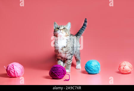 Piccolo gattino con multi-palle colorate di fili di lana su un sfondo rosa Foto Stock