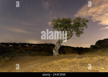 Paesaggio notturno con lecci nel parco naturale di conrnalvo. Estremadura, Spagna Foto Stock