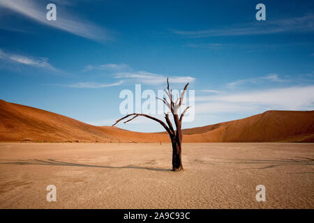Morto alberi Camelthorn contro dune rosse e blu del cielo in Deadvlei, Sossusvlei. Namib-Naukluft National Park, Namibia, Africa Foto Stock