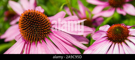 Echinacea fiori close up Foto Stock