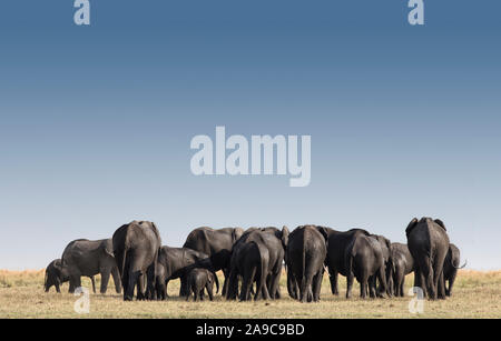 Grande gruppo di elefanti nel parco Etosha Namibia, Africa Foto Stock