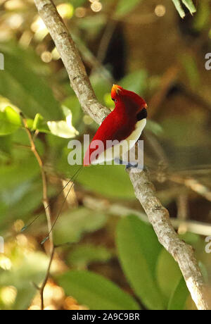 Il re degli uccelli del paradiso (Cicinnurus regius regius) maschio adulto appollaiato sul ramo Kiunga, Papua Nuova Guinea Luglio Foto Stock
