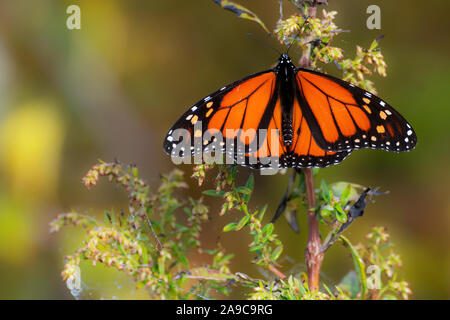 Farfalla monarca durante la migrazione di caduta Foto Stock