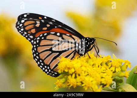 Farfalla monarca durante la migrazione di caduta Foto Stock