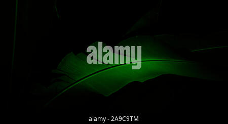 Neon di Palm con foglie verdi vista ravvicinata. Ambiente naturale, ecologia, foresta lussureggiante fogliame degli alberi. Bellissimo sfondo botanico con vegetati denso Foto Stock