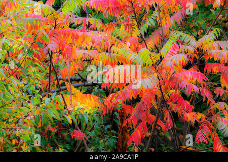 La Staghorn sommaco arbusto e le foglie in autunno splendore Foto Stock