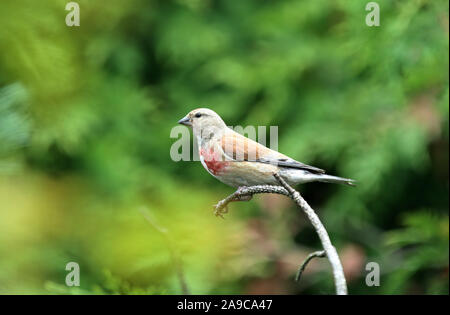 Bird,Linaria cannabina bird Foto Stock