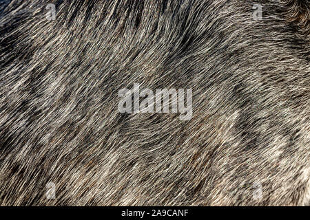 Close up grigio pelliccia di mammifero Foto Stock