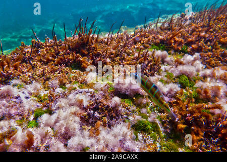 Thassaloma Pavo o Peacock Wrasse rovistando off la scogliera rocciosa a Bahar ic-Caghaq in Malta Foto Stock