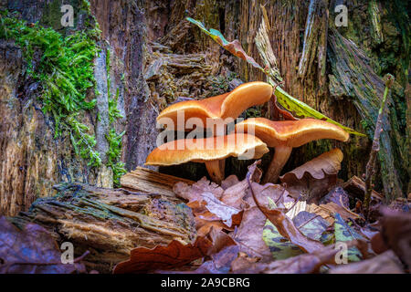 Gruppo di tre arancio-marrone di funghi di grandi dimensioni alla base di un marciume ceppo di albero Foto Stock