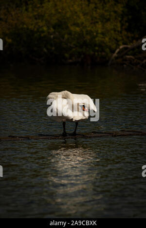 Singolo, cigno maschio, pannocchia, allerta, in piedi al centro di un lago, collo teso all'indietro sul suo corpo, guardando la telecamera, Foto Stock