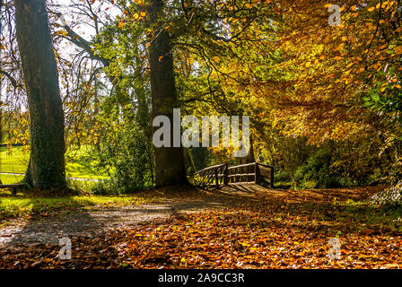 Scena autunnale con foglie dorate a terra, con foglie gialle e marroni negli alberi circostanti, un sentiero conduce ad un ponte di legno, Foto Stock