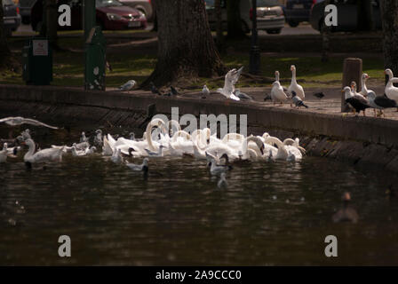 Varie specie di uccelli acquatici che si nutrono in un ambiente urbano, cigni, oche, gabbiani e anatre tutti nello stesso punto, alimentando frenesia Foto Stock