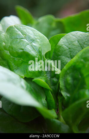 Basella alba - Malabar spinaci Foto Stock