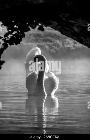 lone maschio cigno, pannocchia, nuoto verso la fotocamera, testa girata lateralmente, bianco e nero, riflessi sulla superficie dell'acqua, Foto Stock