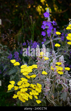 Stachys byzantina,agnello l orecchio,achillea filipendulina moonshine,giallo yarrow,fiore,fiori,piante erbacee perenni,fioritura estiva ,giardino,giardino,RM Fl Foto Stock