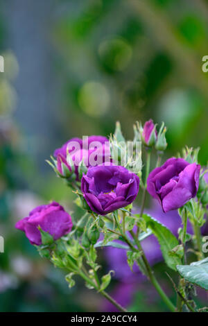 Rosa Rapsodia in blu,Rosa Rhapsody in Blue,floribunda rose,rose,blu porpora,fiore,fiori,fioritura,RM Floral Foto Stock