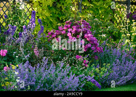 Garden cottage,rosa,rose,delphinium,blu,rosso,rosa,fiori,giardino,giardino,RM Floral Foto Stock