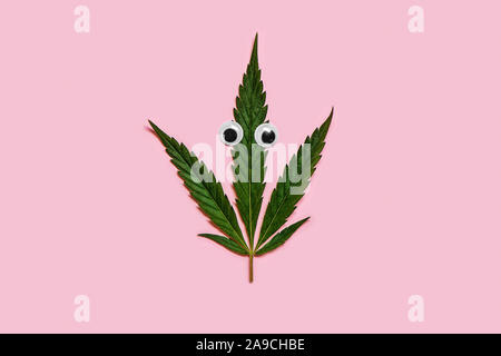 Verde foglia di cannabis con occhielli in plastica su sfondo rosa. Copia dello spazio. Foto Stock
