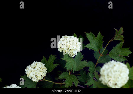 Viburno-rose ramo su sfondo nero Foto Stock