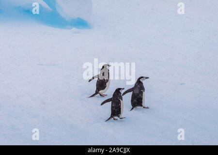 Gruppo di pinguini Chinstrap su iceberg in Antartide, bianco paesaggio congelato, Wildlife Preservation, penisola Antartica Foto Stock