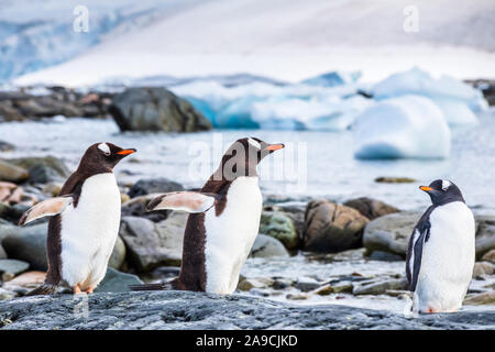 I capretti pinguino Gentoo pulcino con i suoi genitori in Antartide, colonie di uccelli marini vicino al mare con gli iceberg, Penisola Antartica, allevamento Foto Stock