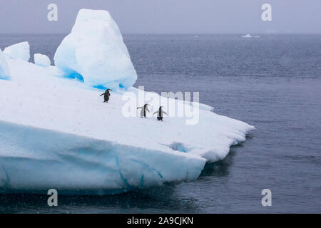Gruppo di pinguini Chinstrap su iceberg in Antartide andando al mare per alimentare il krill, concetto circa la conservazione della fauna selvatica e il riscaldamento globale, Antarc Foto Stock