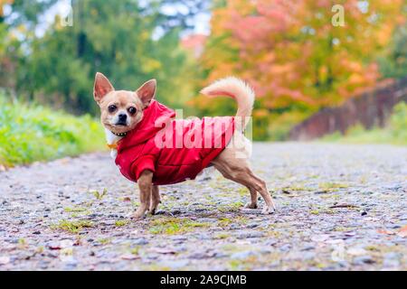 Chihuahua cane in una passeggiata nel parco. Un piccolo cane. Cane luminoso. Il colore della luce. Home pet. Cane su uno sfondo di verde Foto Stock
