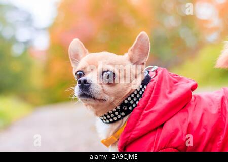 Chihuahua cane in una passeggiata nel parco. Un piccolo cane. Cane luminoso. Il colore della luce. Home pet. Cane su uno sfondo di verde Foto Stock